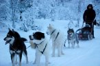 Husky-Hundeschlitten